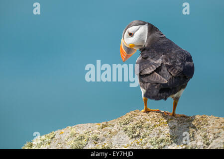 Papageitaucher (Fratercula Arctica) thront auf einem Felsen, Skomer Island, Pembrokeshire Stockfoto