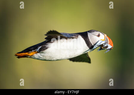 Papageitaucher (Fratercula Arctica) vergeht mit Schnabel voller bei Sandaal, Wick, Skomer Island, Pembrokeshire Stockfoto