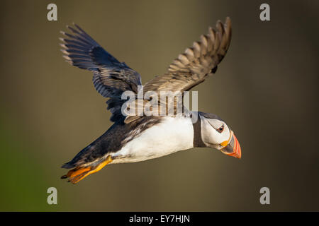 Papageitaucher (Fratercula Arctica) im Flug auf den Docht, Skomer Island, Pembrokeshire Stockfoto