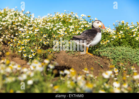 Papageitaucher (Fratercula Arctica) stand unter Blumen am Docht, Skomer Island, Pembrokeshire Stockfoto