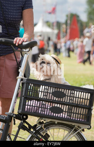 Hund mit Stroh Hut in einem Fahrradkorb auf der Themse traditionellen Boat Festival, Fawley Wiesen, Henley On Thames, Oxfordshire, England Stockfoto