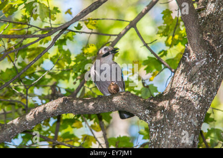 Jay mit einer Mutter auf einem Baum im Wald. Russland, Kaukasus Stockfoto