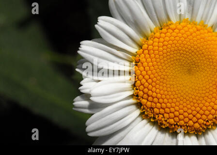 Shasta daisy Stockfoto