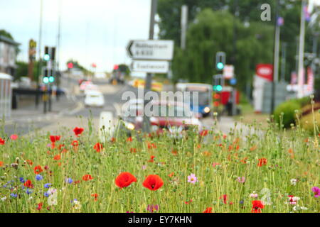 Traffic navigiert einen Kreisverkehr voller gesäten Wildblumen im Bereich Parkgate des Yorkshire England UK Stockfoto