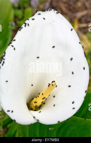 Pollen-Käfer auf Arum Lilie Stockfoto