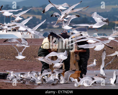 Silbermöwen, Larus Argentatus Beflockung um Beach aktivt / ziehen Sie Netting Fischer an der Mündung des Flusses Teign bei Shel Stockfoto