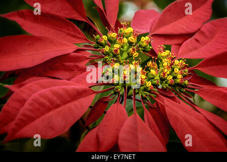 Weihnachtsstern Blume aus Madagaskar Stockfoto