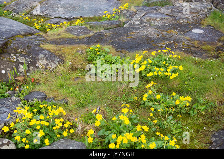 Caltha palustris Die nationale Blume der Färöer bekannt als Sumpf - Ringelblume und kingcup Stockfoto