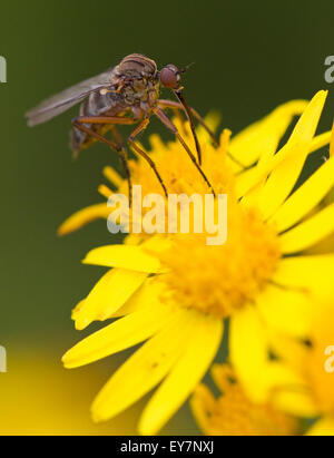 Tanz-Fly (Empis Livida) ernähren sich von hellen gelben Kreuzkraut blüht. Stockfoto