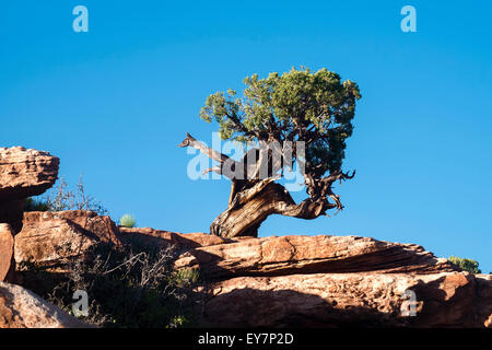 Ausgefallene Skizze mit einem Baum auf dem roten Felsen gegen den blauen Himmel, Canyonlands National Park, Utah, USA Stockfoto