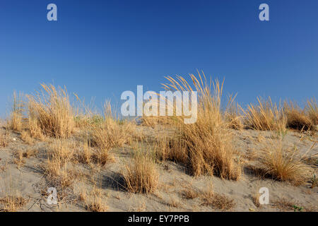 Italien, Basilicata, Policoro, Riserva regionale Bosco Pantano, WWF Naturreservat, Ammophila arenaria Stockfoto