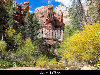 Wanderer bewundert Blick entlang der West Fork des Oak Creek im nördlichen Arizona im Herbst Stockfoto