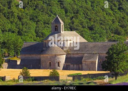 Lavendel-Felder im Abbaye Notre-Dame de Senanque (Senaque Abbey), Gordes, Provence, Frankreich Stockfoto