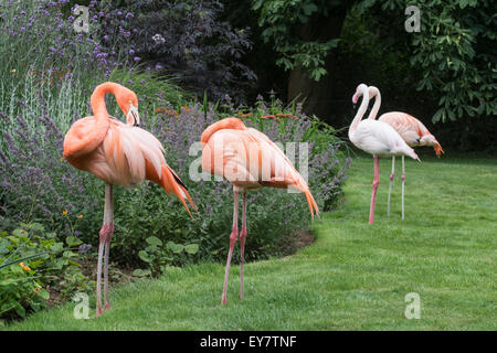 Rosa Flamingos stehen durch eine Blume-Grenze bei Coton Manor Gardens, Nr Guilsborough, Northamptonshire Stockfoto