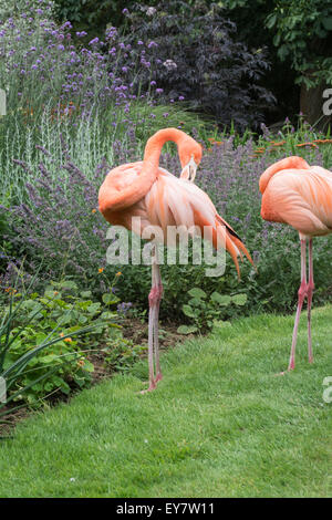 Rosa Flamingos stehen durch eine Blume-Grenze bei Coton Manor Gardens, Nr Guilsborough, Northamptonshire Stockfoto