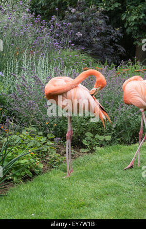 Rosa Flamingos stehen durch eine Blume-Grenze bei Coton Manor Gardens, Nr Guilsborough, Northamptonshire Stockfoto