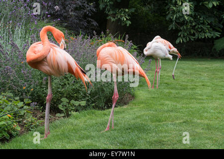 Rosa Flamingos stehen durch eine Blume-Grenze bei Coton Manor Gardens, Nr Guilsborough, Northamptonshire Stockfoto