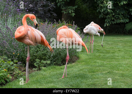 Rosa Flamingos stehen durch eine Blume-Grenze bei Coton Manor Gardens, Nr Guilsborough, Northamptonshire Stockfoto