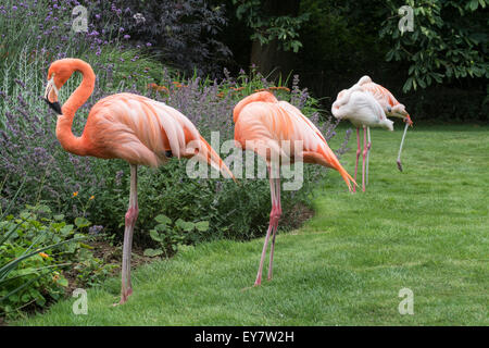 Rosa Flamingos stehen durch eine Blume-Grenze bei Coton Manor Gardens, Nr Guilsborough, Northamptonshire Stockfoto