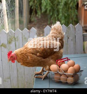 Ein Warren Huhn und frischen Freilandhaltung Eier in einen Drahtkorb Stockfoto