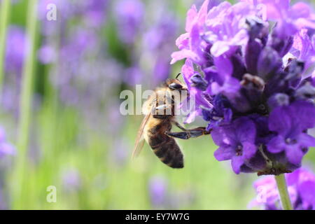 Eine Honigbiene (apis Mellifera) ernährt sich von englischer Lavendel (Lavendula Angustifolia) in einen englischen Garten Grenze, Sheffield, UK Stockfoto