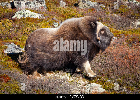 Moschusochsen Bull, Ovibos Moschatus im Dovrefjell Nationalpark, Norwegen. Stockfoto