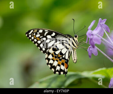 Gemeinsamen Kalk (Papilio Demoleus) Schmetterling auf lila Blume Stockfoto