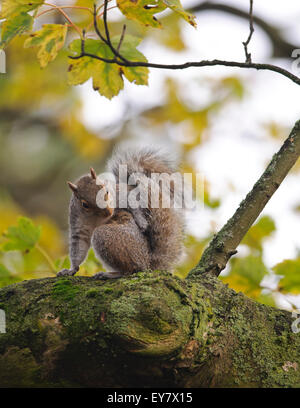 Grauhörnchen (Sciurus Carolinensis) im Baum Herbst Blatt Hintergrund. Stockfoto