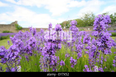 Englischer Lavendel wächst im Garten Grenzen in Form von einem Lavendel-Labyrinth unter Trümmern in Sheffield Manor Lodge, England UK Stockfoto