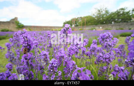 Englischer Lavendel wächst im Garten Grenzen in Form von einem Lavendel-Labyrinth unter Trümmern in Sheffield Manor Lodge, England UK Stockfoto