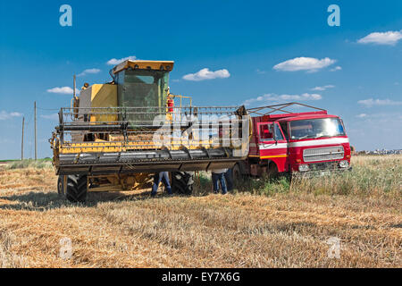 Kombinieren Sie Mähdrescher und LKW im Weizenfeld Stockfoto