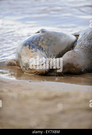 Sozialverhalten zwischen Erwachsenen Kegelrobben (Halichoerus Grypus), Lincolnshire, United Kindom. Stockfoto