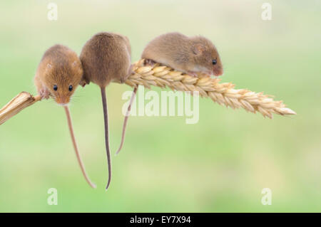 Trio von Ernte-Mäusen auf Mais Weizen. Stockfoto