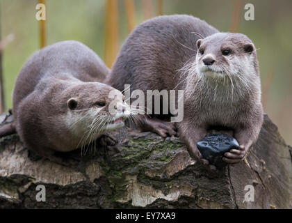 Paar der Europäischen Fischotter (Lutra Lutra) in Gefangenschaft, Vereinigtes Königreich. Stockfoto