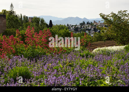 Blumen in den Gärten von Generalife mit Blick auf Festung Alhambra und Albaicin und Berge Granada Stockfoto