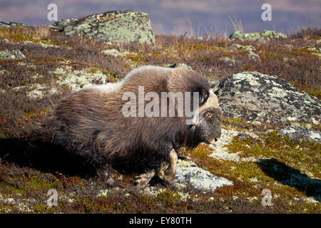 Moschusochsen Stiere, Ovibos Moschatus im Dovrefjell Nationalpark, Norwegen. Stockfoto