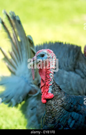 Detail des Leiters der Türkei auf den grünen Hintergrund jedoch unscharf Stockfoto