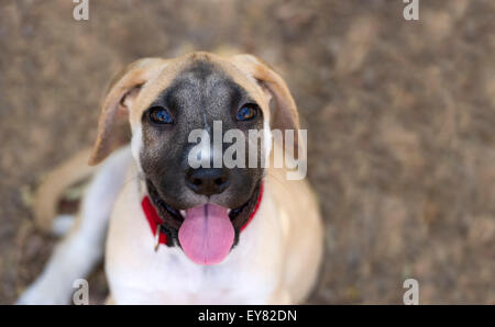 Neugierig Hund sucht mit Zunge heraus und große ausdrucksstarke Augen im Freien mit Platz für Exemplar. Stockfoto