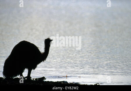 SILHOUETTE EINES EMU (DROMAIUS NOVAEHOLLANDIAE) NEBEN EINEM SEE IN DEN GOLDFELDERN, WESTERN AUSTRALIA. Stockfoto