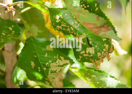 Birne und Kirsche Slug Larven und Schäden am Kirschbaum Stockfoto