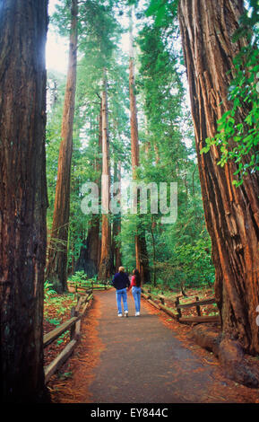 Paar im Muir Woods unter gigantischen Sequoia Bäumen in Marin County, Kalifornien Stockfoto