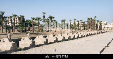 Luxor, Ägypten. Tempel von Luxor (Ipet Resyt): der Sphinx-Allee Stockfoto