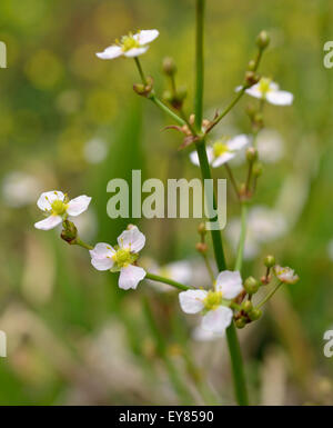 Gemeinsamen Wasser-Wegerich - Alisma Plantago-Aquatica Sumpfpflanze Stockfoto