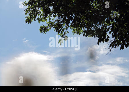 Aufwärts durch ein Löwenzahn in den Wind geworfen. Stockfoto