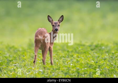 Reh (Capreolus Capreolus) im grünen Bereich, Emsland, Niedersachsen, Deutschland Stockfoto