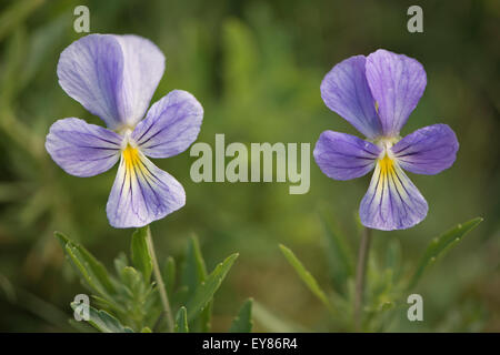 Berg-Stiefmütterchen (Viola Lutea), Vogesen, Elsass und Lothringen, Frankreich Stockfoto