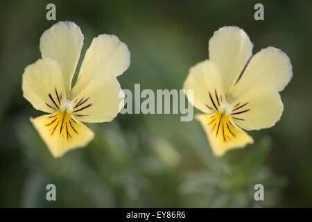 Berg-Stiefmütterchen (Viola Lutea), Vogesen, Elsass und Lothringen, Frankreich Stockfoto