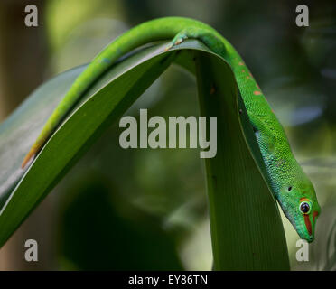 Madagaskar-Taggecko (Phelsuma Madagascariensis), Gefangenschaft, ursprünglich aus Madagaskar Stockfoto