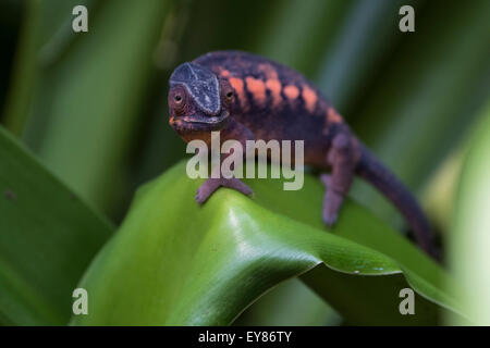 Pantherchamäleon (Furcifer Pardalis), Weiblich, Gefangenschaft, ursprünglich aus Madagaskar Stockfoto