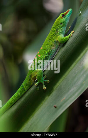 Madagaskar-Taggecko (Phelsuma Madagascariensis), Gefangenschaft, ursprünglich aus Madagaskar Stockfoto